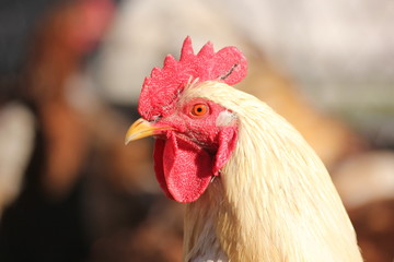 rustic pituh on a walk