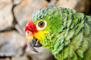 papuga pirata © Adam