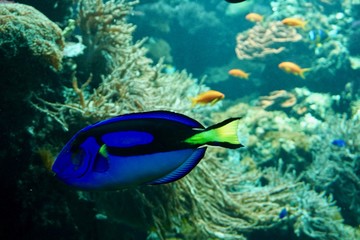 Naklejka na ściany i meble blauer Fisch schwimmt im Korallenriff