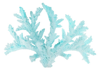 large cyan coral isolated branch