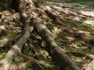 Root of the big tree with dry leaves, light and shade