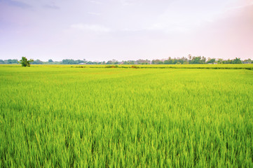 Fototapeta premium Rice field in the evening at Thailand