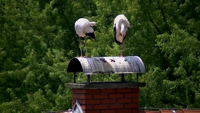 Wind st&ouml;rt die beiden St&ouml;rche auf einem Kaimn nicht bei ihrer Federpflege