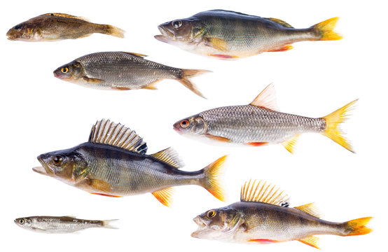 set of seven freshwater fishes isolated on white