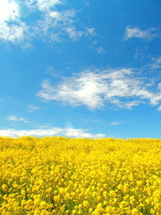 Obraz premium 土手の菜の花と青空