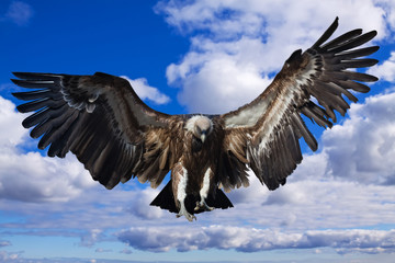 Obraz premium Flying griffon