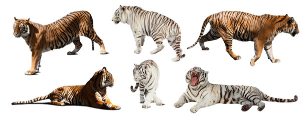  set of white and yellow tigers. Isolated  over white