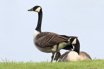 Pair of Canadian Geese (Branta canadensis), low point of view.