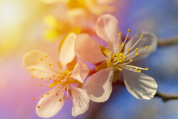 Beautiful flowering Japanese cherry - Sakura.