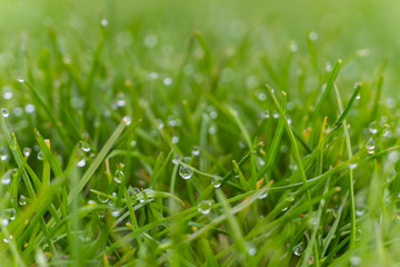 Dew drops on bright green grass with sun flare