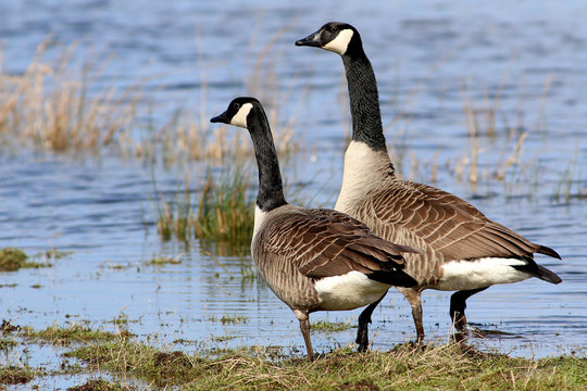 Pair of Canadian Geese (Branta canadensis) in coastal wetlands