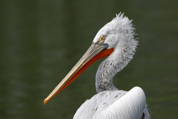 Pelecanus crispus / Pélican frisé