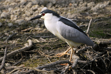Nycticorax nycticorax / Héron bihoreau / Bihoreau gris