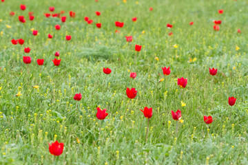 Fototapeta premium Schrenck's tulips (Tulipa) in the steppe, Republic of Kalmykia, Russia