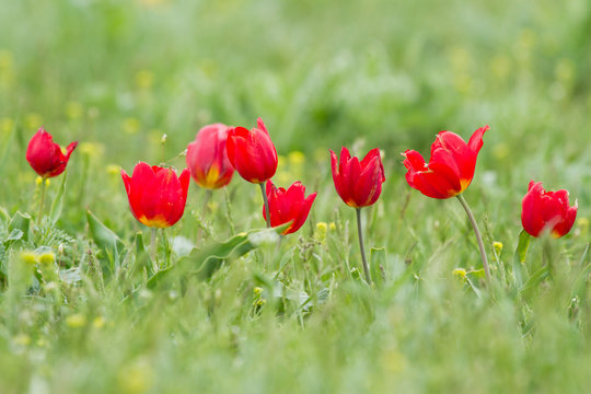 Schrenck's tulips (Tulipa) in the steppe, Republic of Kalmykia, Russia