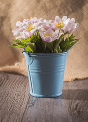 Anemone nemorosa white on a wooden background