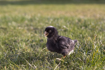 Black newborn chicken on a meadow