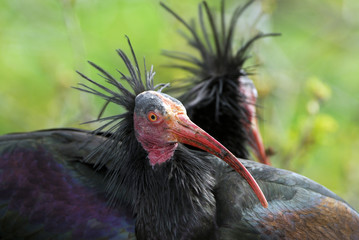 Geronticus eremita / Ibis chauve