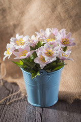 Anemone nemorosa white on a wooden background