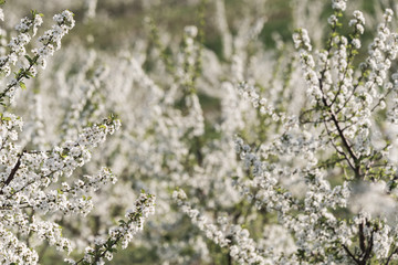 Blossoming cherry orchard in spring time
