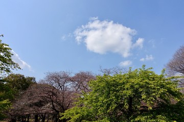 Obraz premium 青空