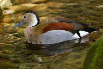 Callonetta leucophrys / Sarcelle à collier