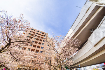 東京の桜