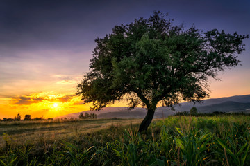 Fototapeta na wymiar Single tree by a corn field in a beautiful sunset