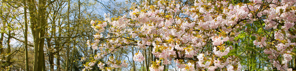 Pink flowers of the cherry tree.