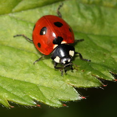Fototapeta premium European seven-spot ladybird (Coccinella septempunctata) a.k.a. Seven-spotted ladybug.