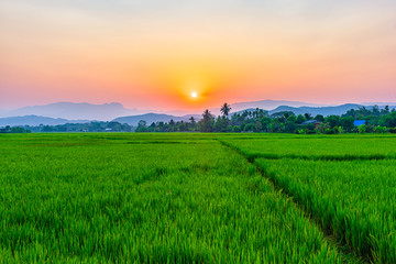 Rice field Mae Kon at sunset in Chiang Rai,Thailand
