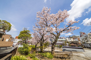 Fototapeta na wymiar 東京の桜