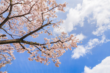 東京の桜