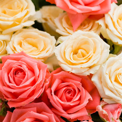 Floral background of bush roses. Copy space
