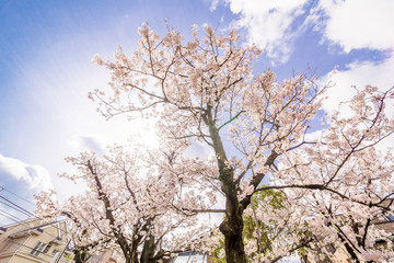 東京の桜