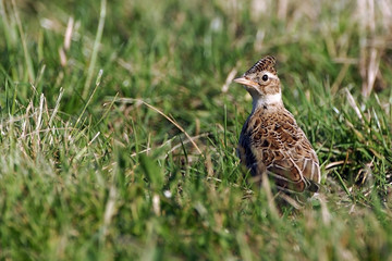 Galerida cristata / Cochevis huppé