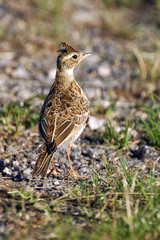 Galerida cristata / Cochevis huppé