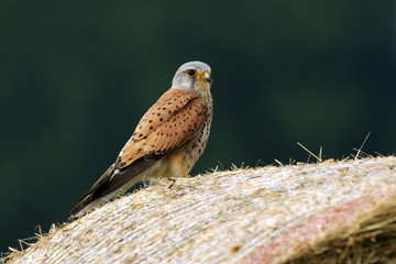 Falco tinnunculus / Faucon crécerelle