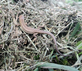 The Lizard