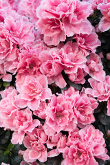 Blossoming azalea close up