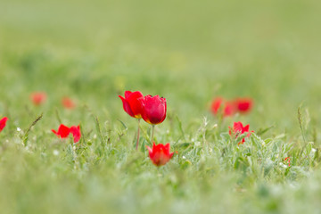 Schrenck's tulips (Tulipa) in the steppe, Republic of Kalmykia, Russia