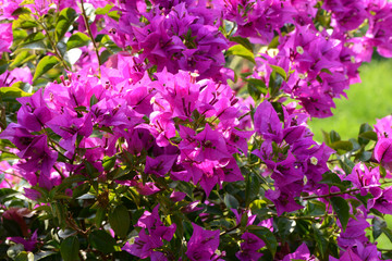 Fototapeta premium Blumen 772