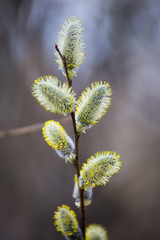 Pussy willow branches with catkins