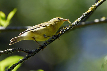 Hippolais icterina / Hypolaïs ictérine