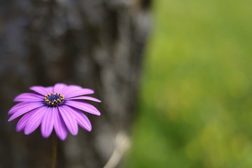 Obraz premium violet daisy