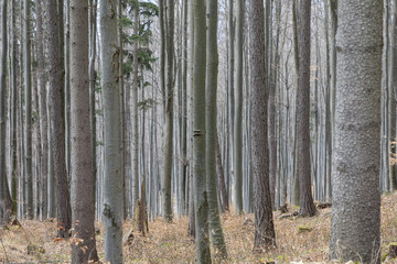 Buchenwald, Wald in der Steiermark, Österreich