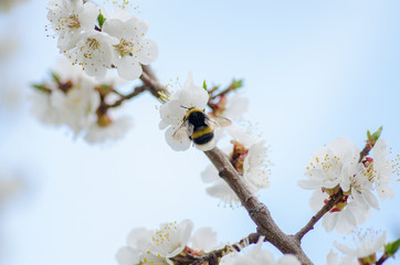 Cherry blossoms white