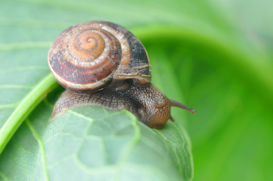 Curious little snail in the garden on green leaf