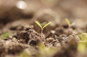 Small plant sprouting