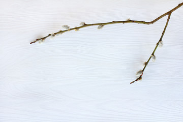 Easter background/ Pussy-willow branch on a light wooden background Top view 